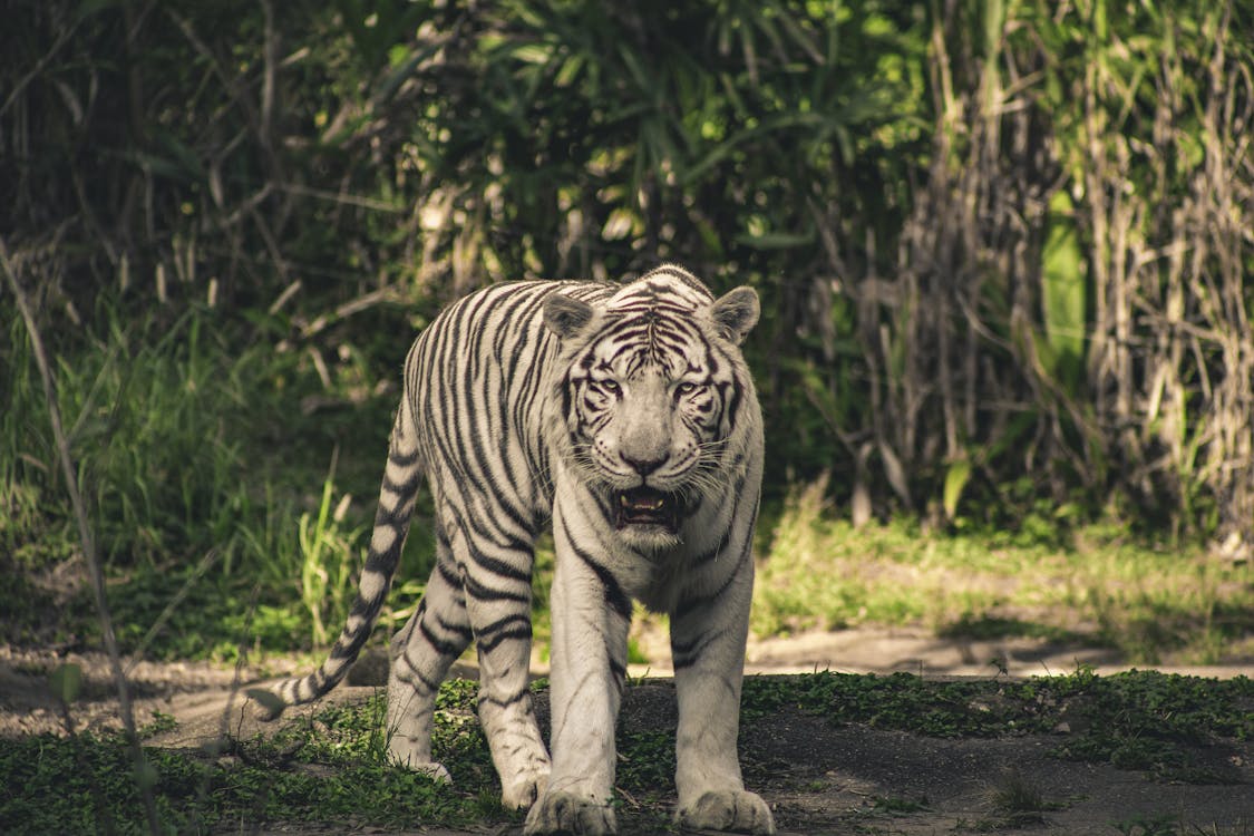 Free Photo of White Tiger Stock Photo