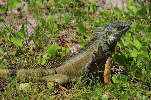 Reptile on Grass