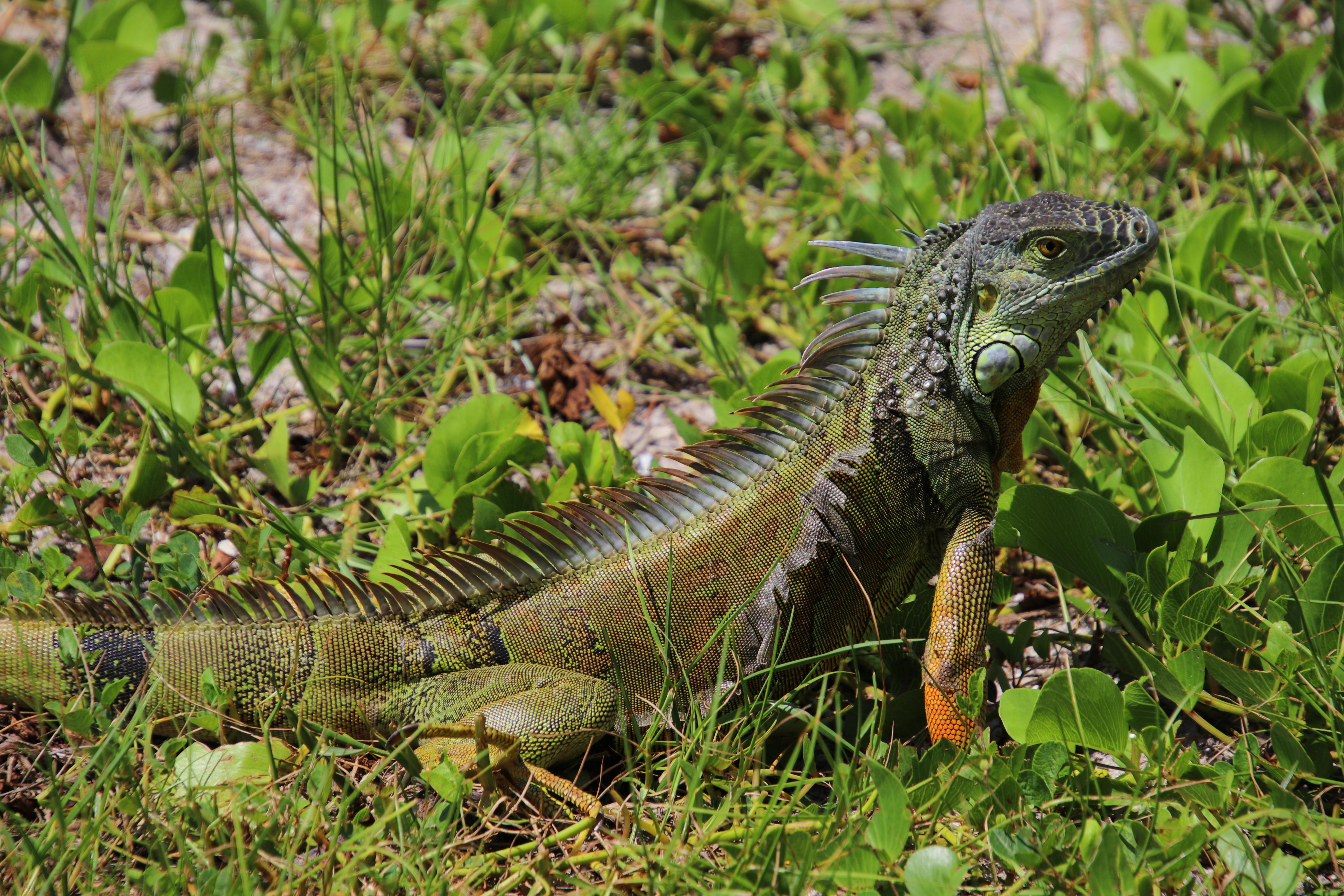 Reptile on Grass · Free Stock Photo