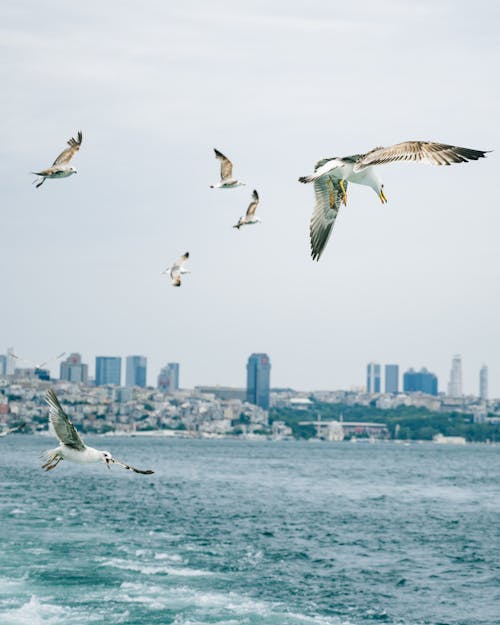 Ilmainen kuvapankkikuva tunnisteilla hiekkaranta, Istanbul, kaupunki