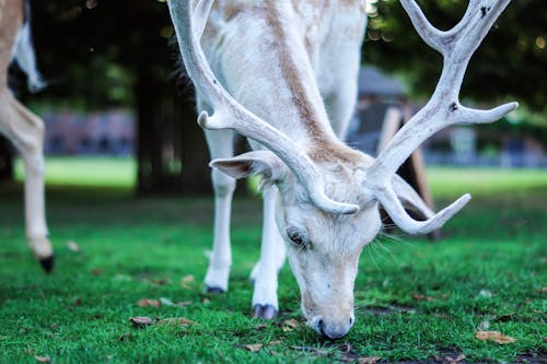 Photo De Cerf Mangeant De L'herbe