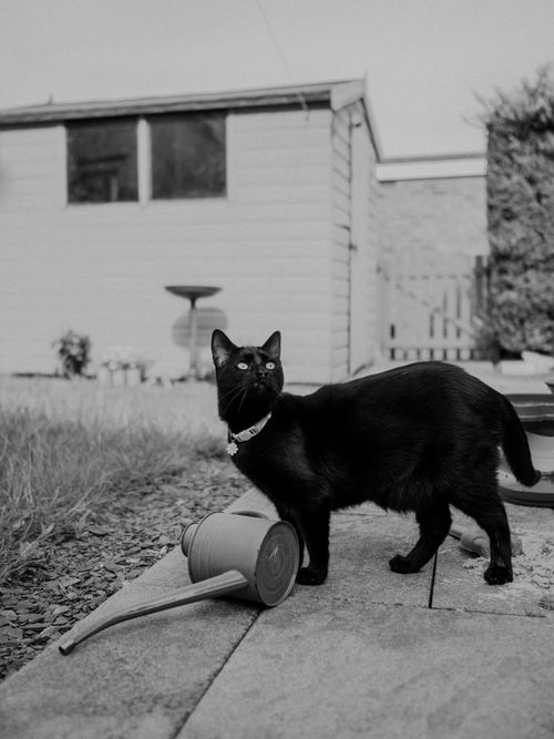 Free A black cat stands curiously in a garden beside a tipped watering can, adding charm to the outdoors. Stock Photo