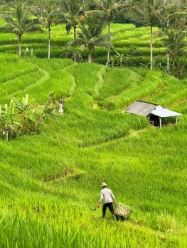 Farmer Convicted For Possessing Ammunition Without Authority