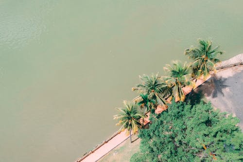 木々と穏やかな水域の航空写真