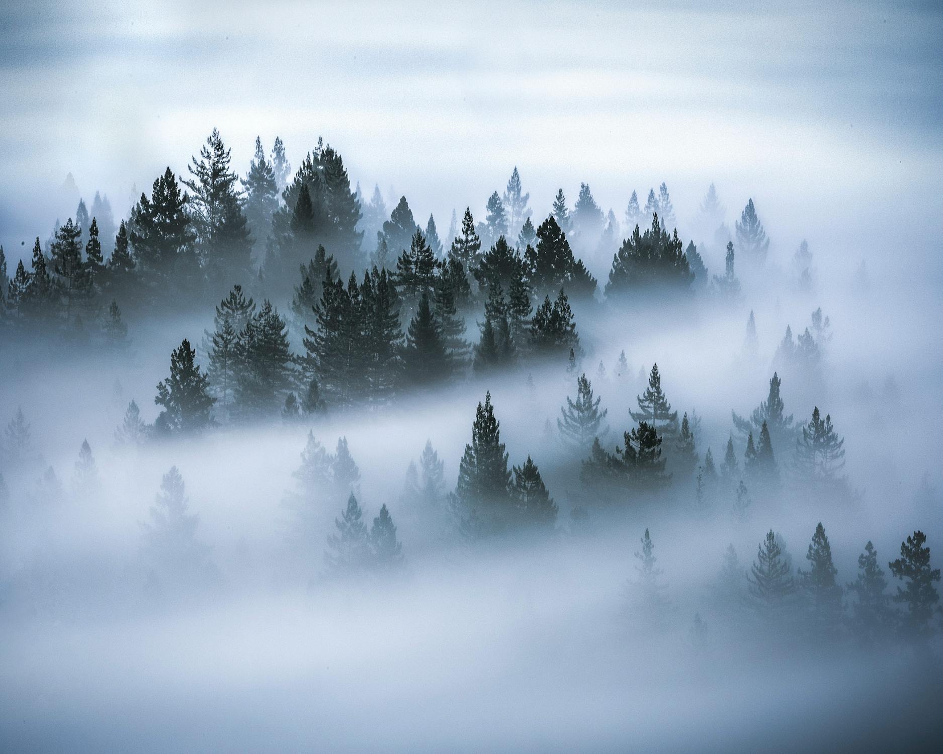 Forest With Lots Of Trees And Fog