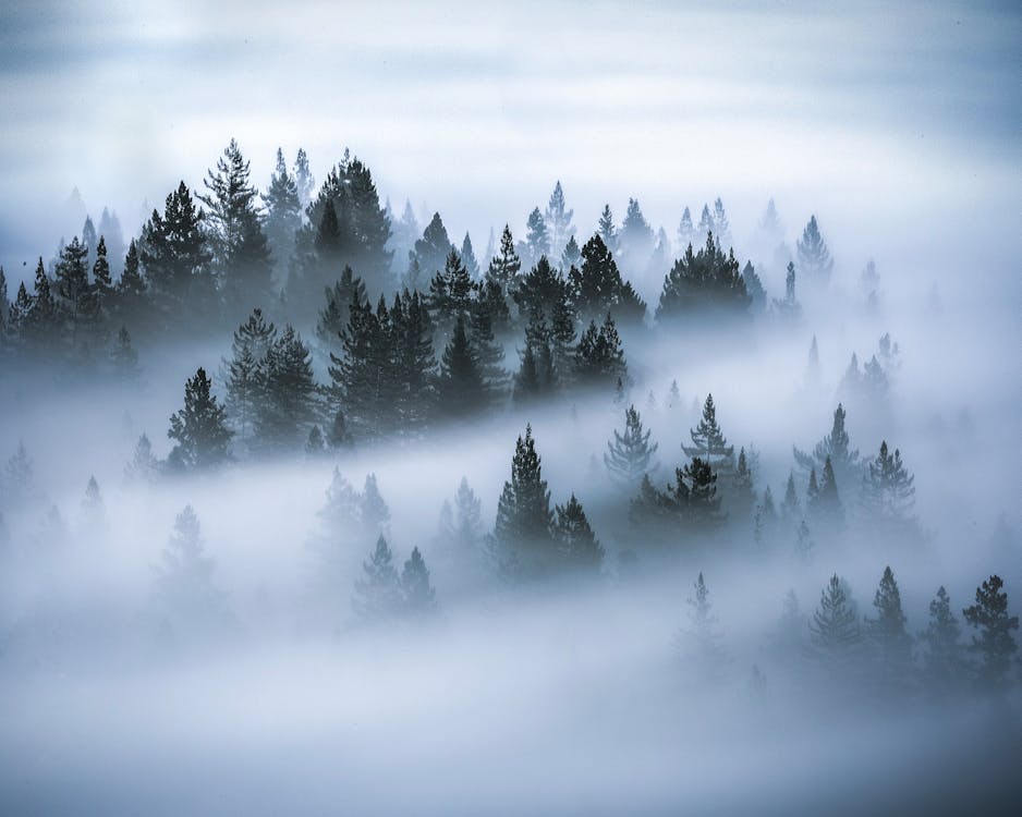 霧覆蓋的松樹照片