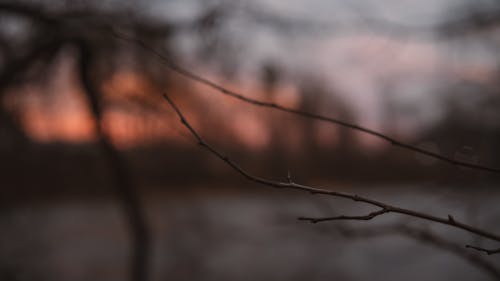 Blurred Sunset Branches