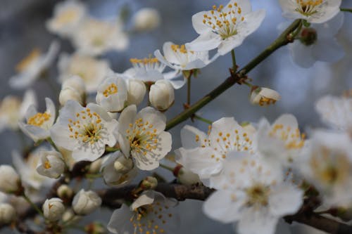 Gratis lagerfoto af blomster, blomstrende, delikatesse