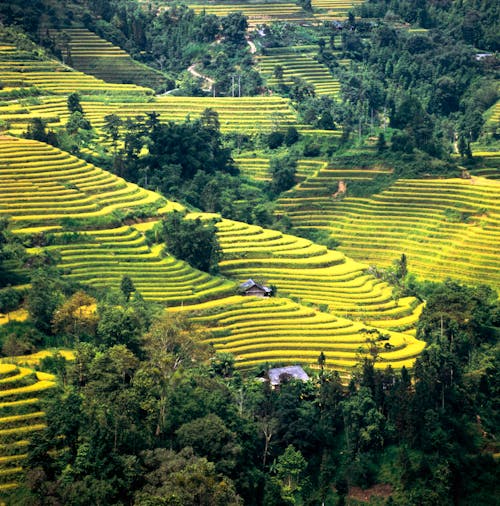 Rice terraces in the mountains of vietnam