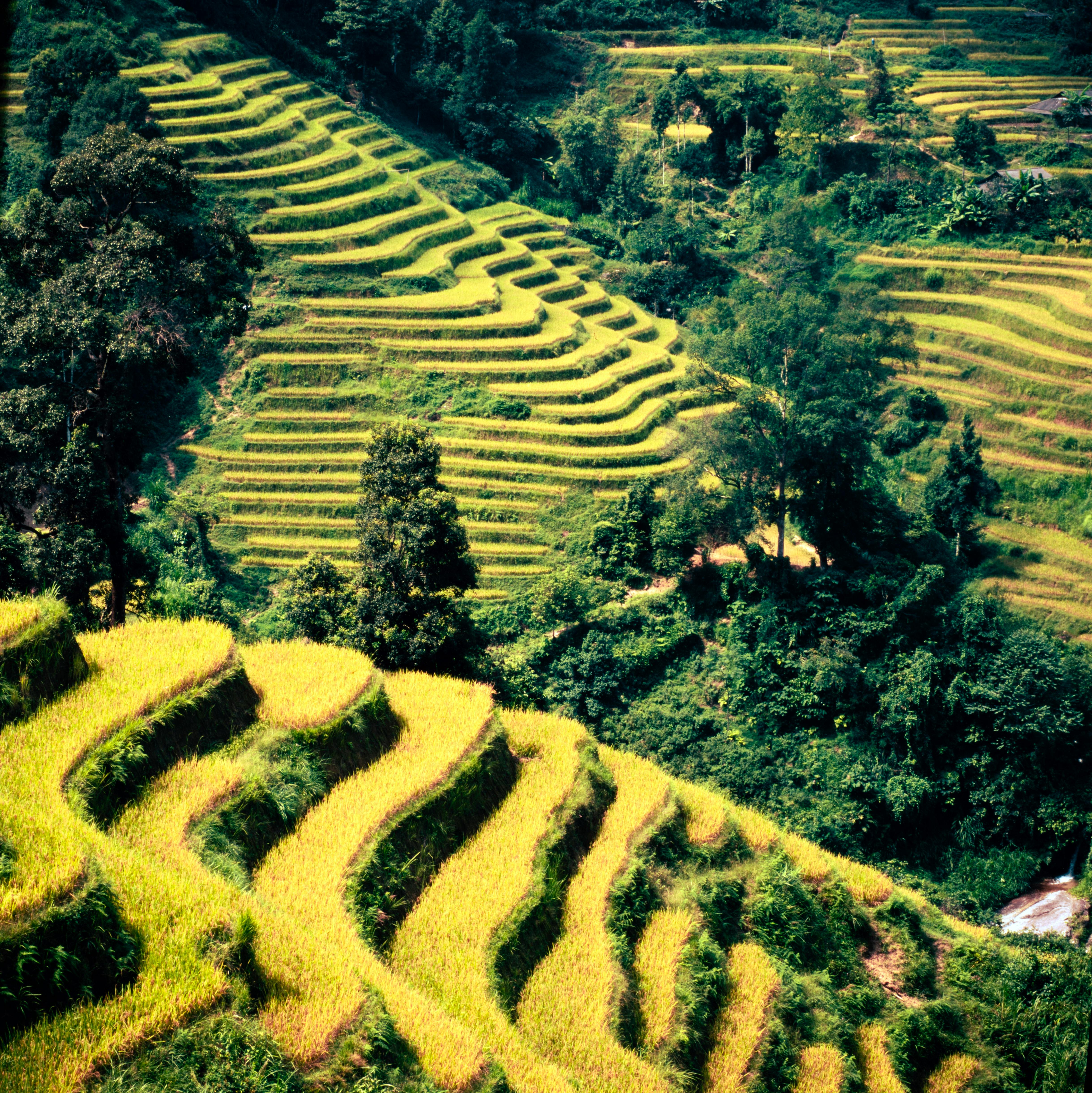 Aerial view of lush green terraced rice fields in a rural landscape during summer.
