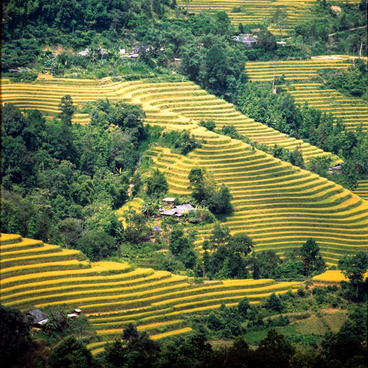 Rice terraces in the mountains of vietnam