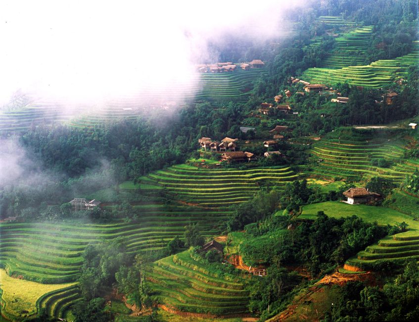 Breathtaking aerial shot of lush terraced farms shrouded in mist, showcasing rural beauty.