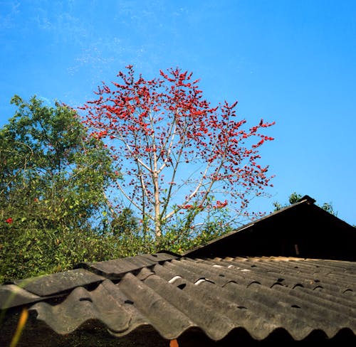 A red tree with a blue sky in the background
