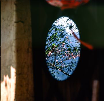 A view of delicate blossoms framed through an old window, blending nature and architecture.