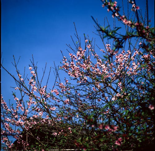 Darmowe zdjęcie z galerii z apple, błękitne niebo, drzewo