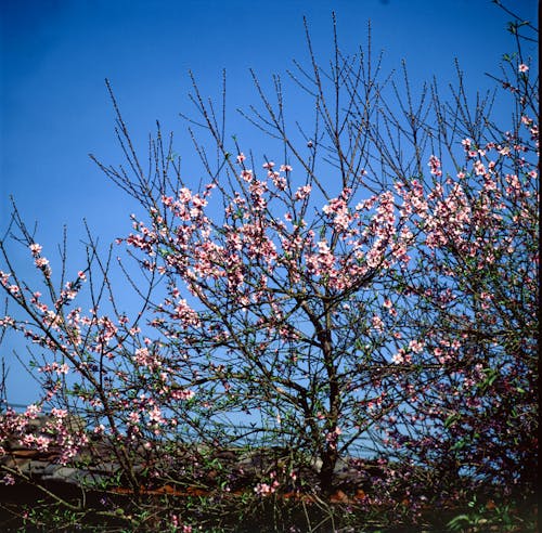 Gratis stockfoto met blad, blauwe lucht, bloeiend