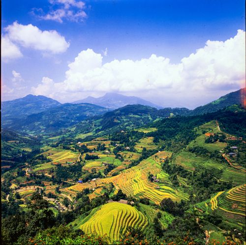 Free Aerial shot of lush green rice terraces nestled in mountainous landscape under a vibrant sky. Stock Photo