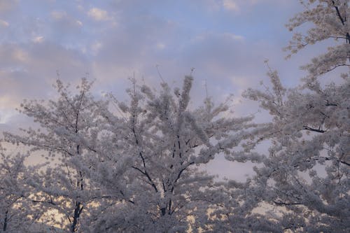 Gratis lagerfoto af blomstrende, delikat, farver