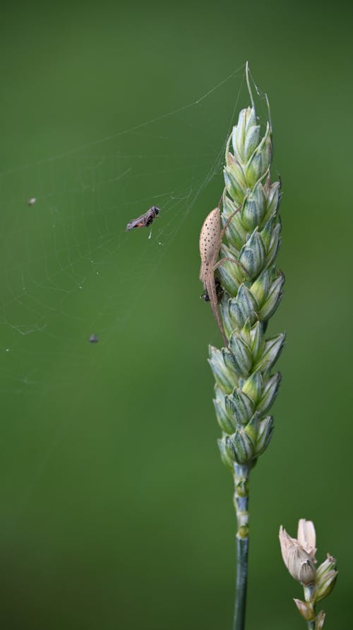 Fotobanka s bezplatnými fotkami na tému 4k pozadie, bezstavovce, dážď