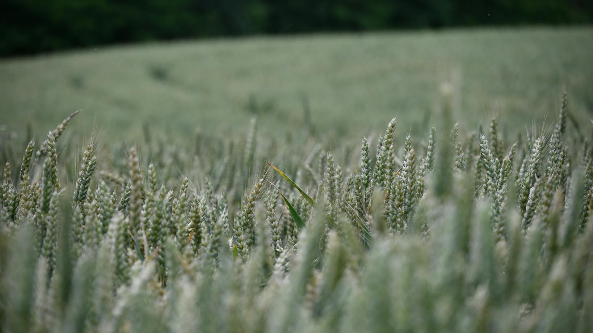 Close-up of a thriving wheat field in Paraćin, Serbia with selective focus capturing rural beauty.