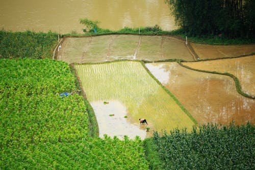 A farmer is working in a field with rice
