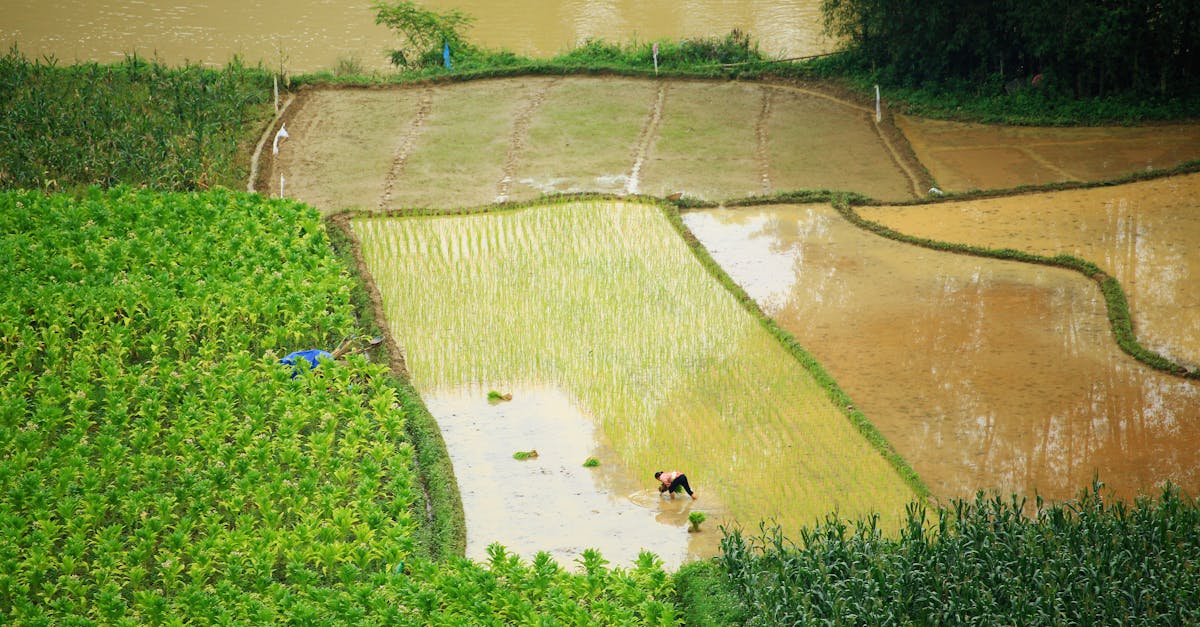 Aerial View of Rice Fields by the River · Free Stock Photo