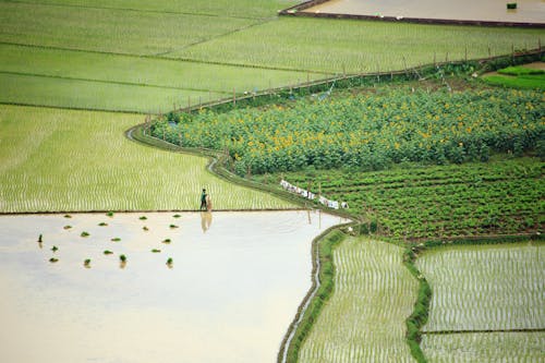 A person walking through a field of rice
