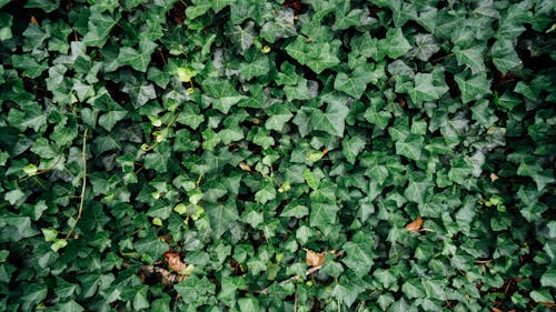 Photo of Ivy Plants