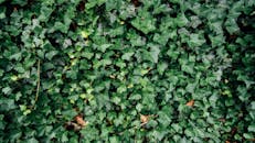 Photo of Ivy Plants