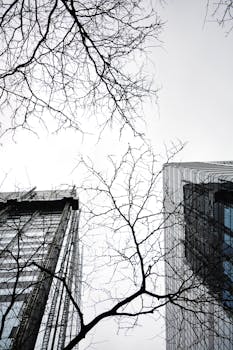 低角度镜头拍摄单色城市中由光秃秃树枝围成的摩天大楼