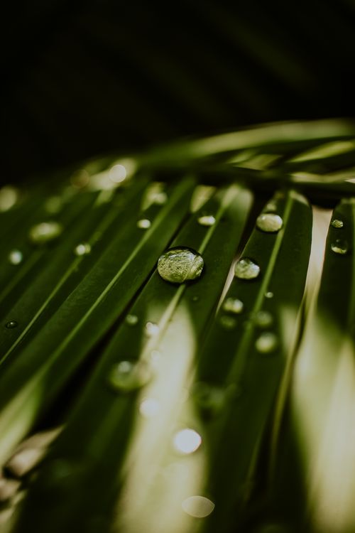 Free Close-up of fresh dewdrops resting on vibrant green foliage, highlighting nature's beauty. Stock Photo
