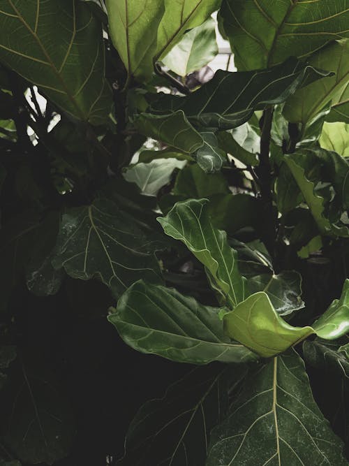 Photo En Gros Plan D'une Plante à Feuilles Vertes