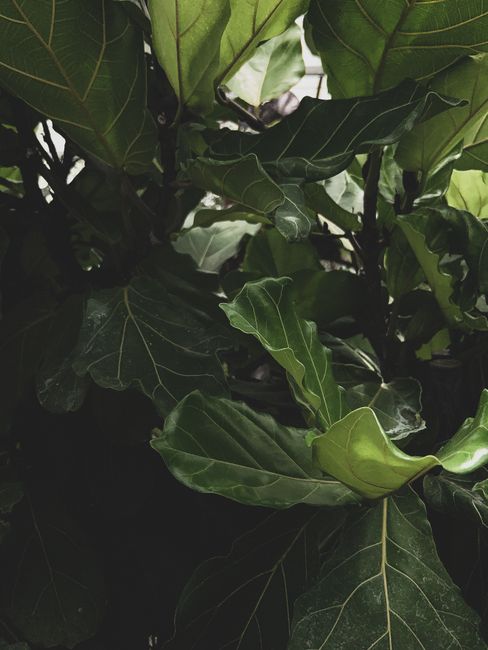 Vibrant dark green fiddle leaf fig leaves with detailed veins in natural light.