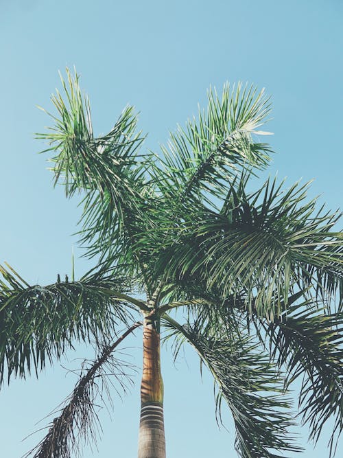 Фото пальмы под низким углом