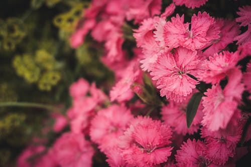 Foto De Close Up De Flores Com Pétalas Cor De Rosa