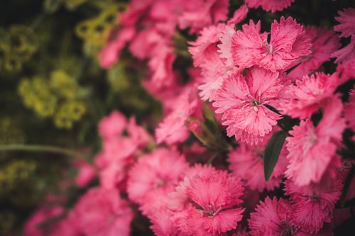 Free Close-up of vibrant pink Dianthus flowers in full bloom with selective focus. Stock Photo
