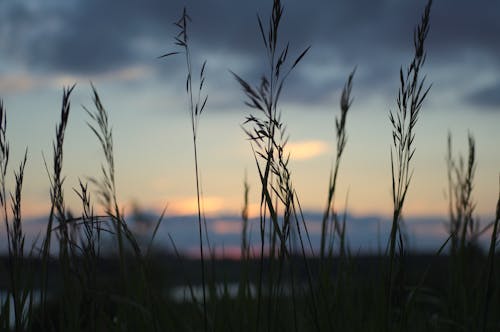 Free stock photo of blade of grass, sunset, wheat