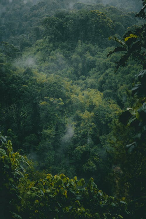 Ingyenes stockfotó emberek, esőerdő, fa témában
