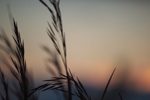 Free stock photo of blades of grass, sunset, wheat