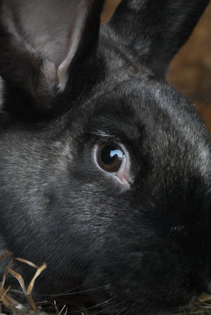 A close-up of a rabbit constructing a small shelter out of carrots and hay.