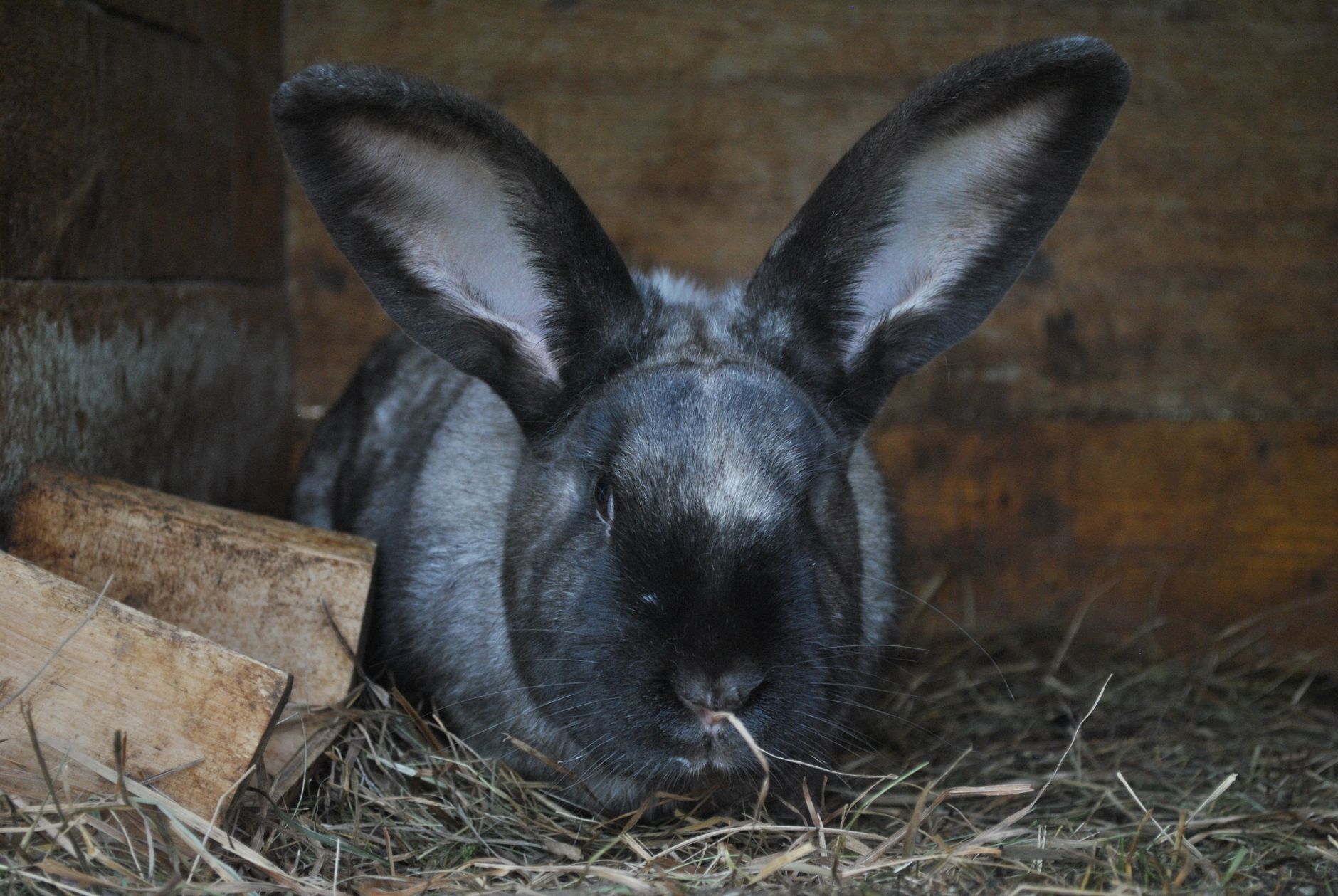 Rabbit Ear Farms logo on a wooden crate of fresh, ethically raised produce