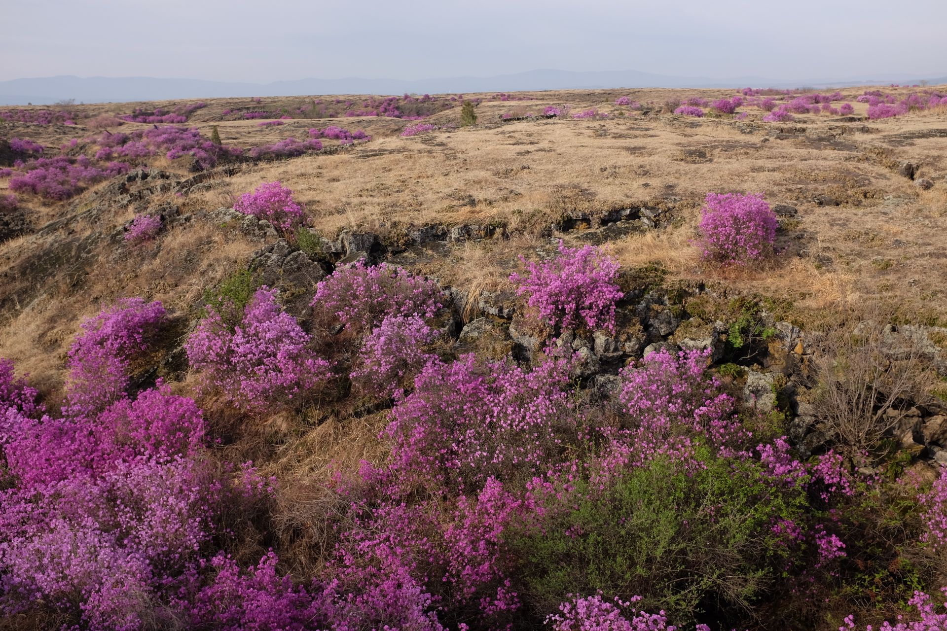 Vibrant lavender fields with blooming purple shrubs in a rocky valley.