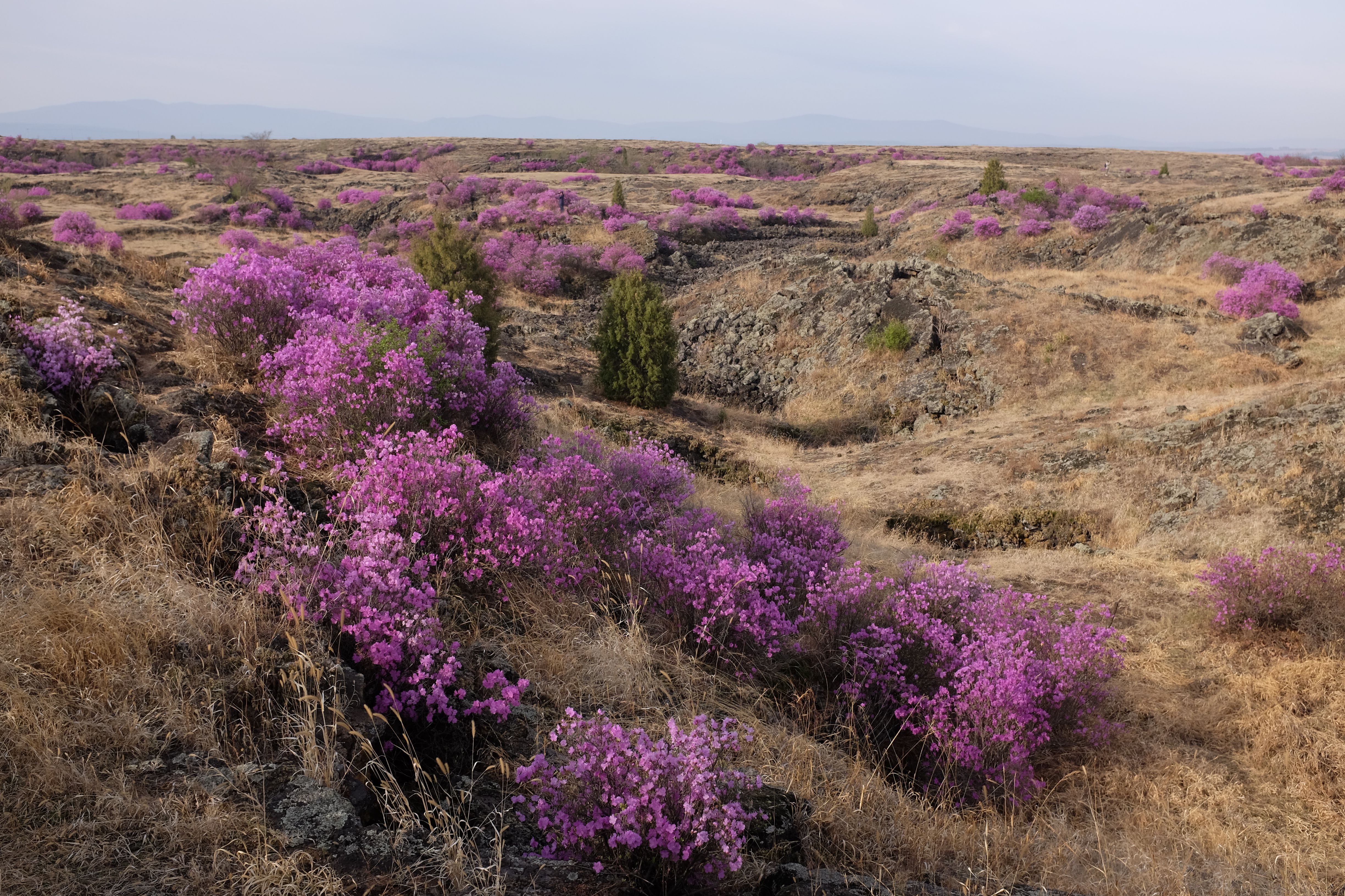 Pink Bushes in Spring · Free Stock Photo