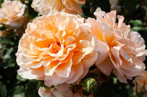 Free Close-up of vibrant apricot roses blooming under the sunlight, showcasing floral beauty. Stock Photo