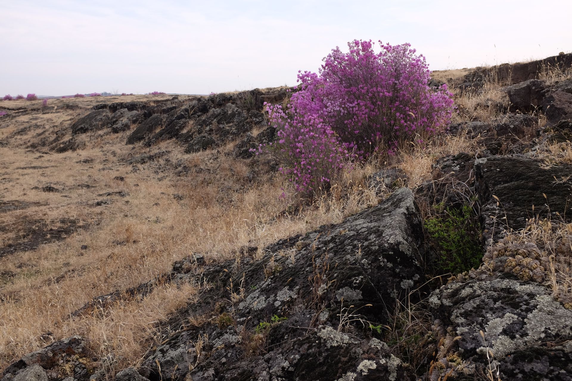 A blooming lavender bush stands out in a rugged, dry landscape, showcasing nature's beauty.