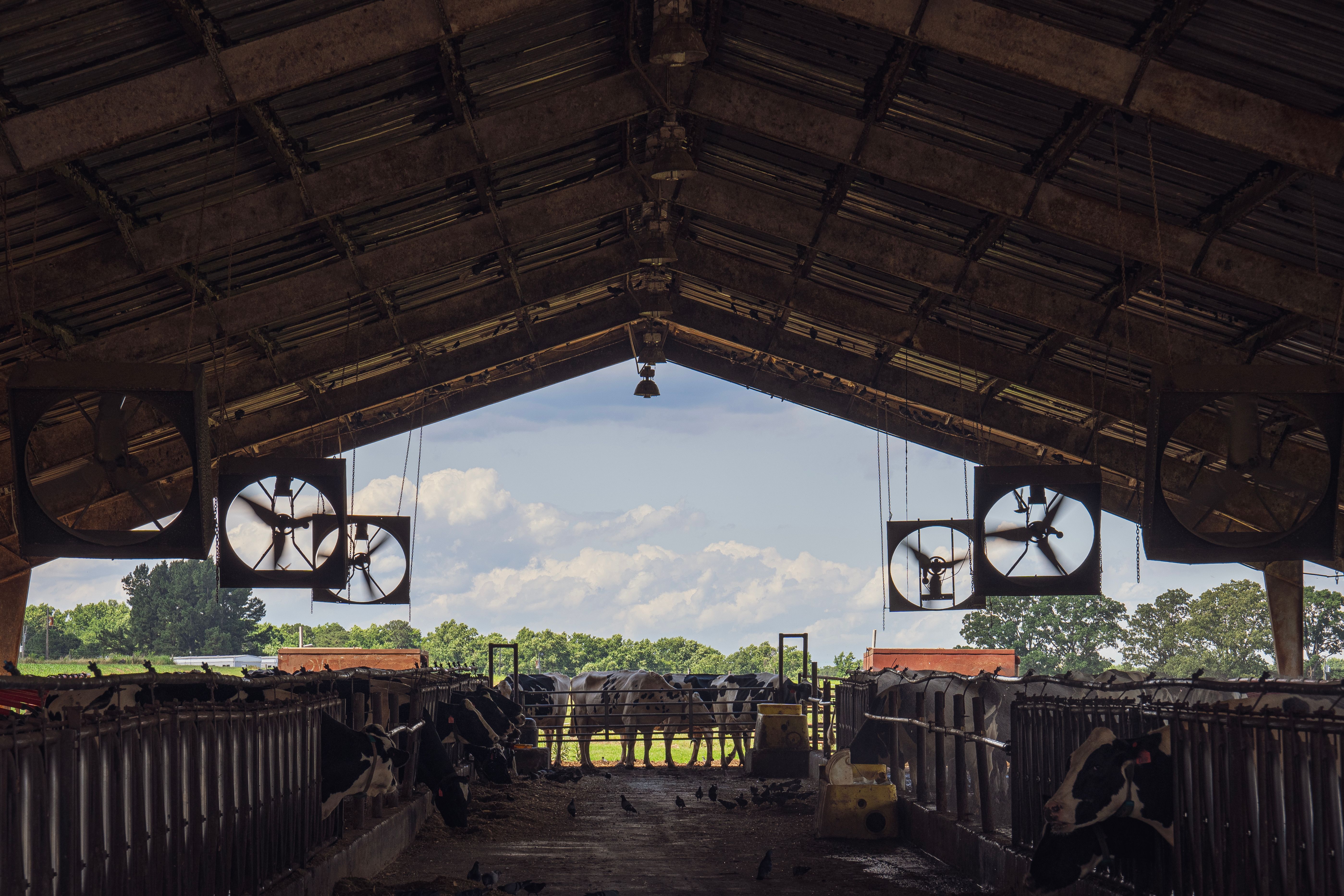 Foto: Mark Stebnicki / Pexels