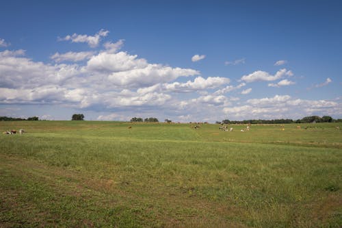 Kostnadsfri bild av åkermark, bal, bete