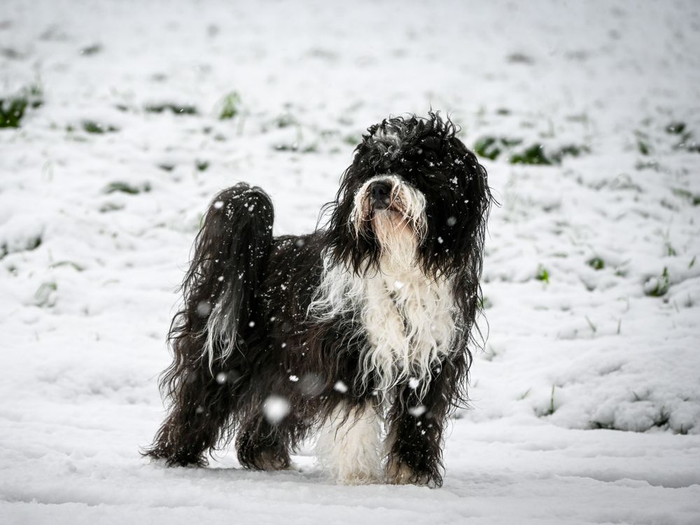 Tibetan Terrier, photo 4