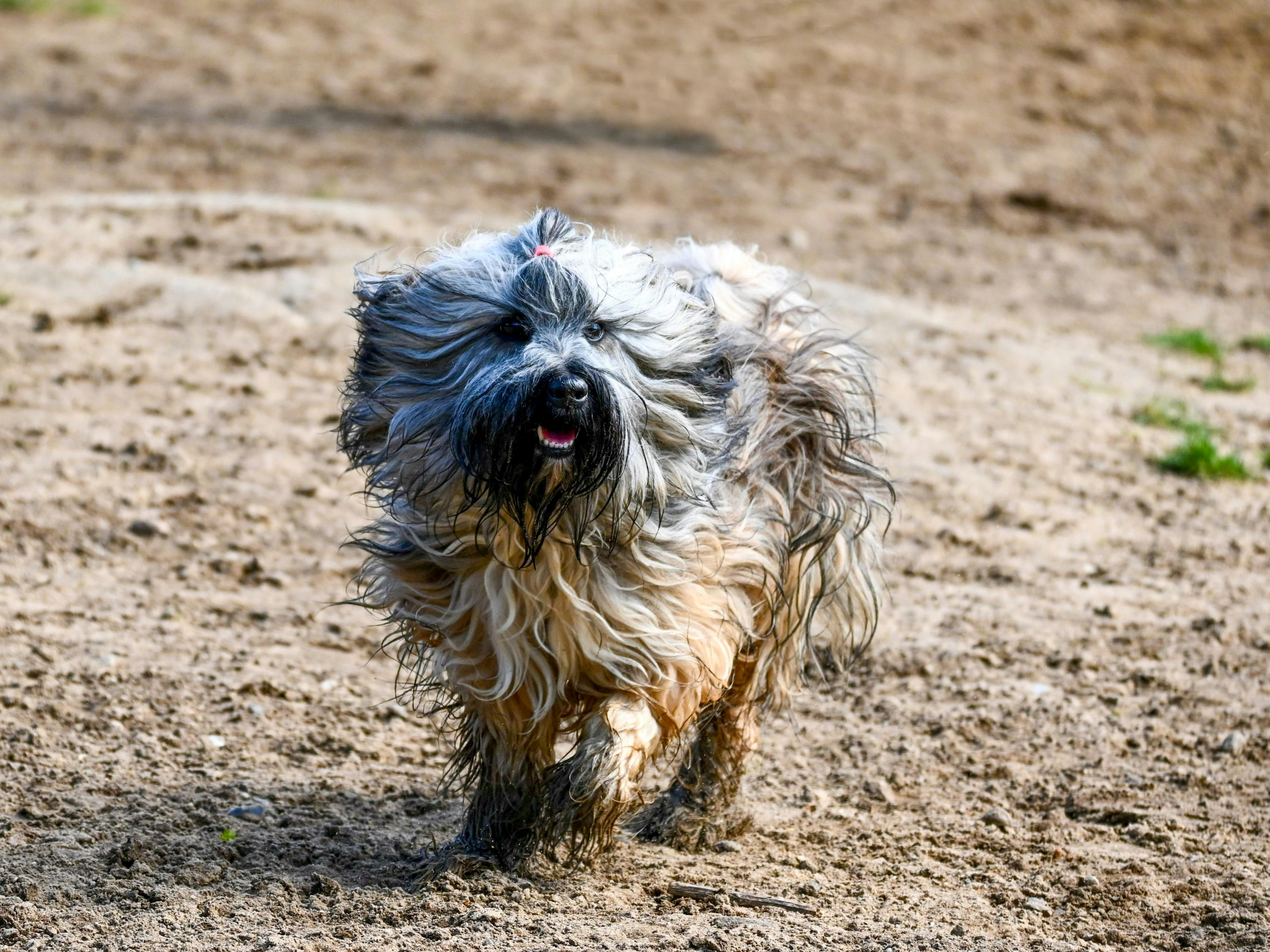 Wet Terrier Dog