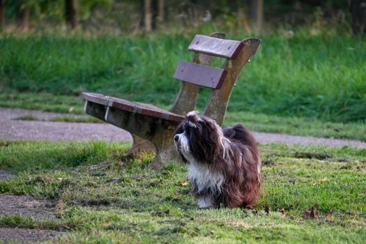 Tibetan Terrier near Bench at Park